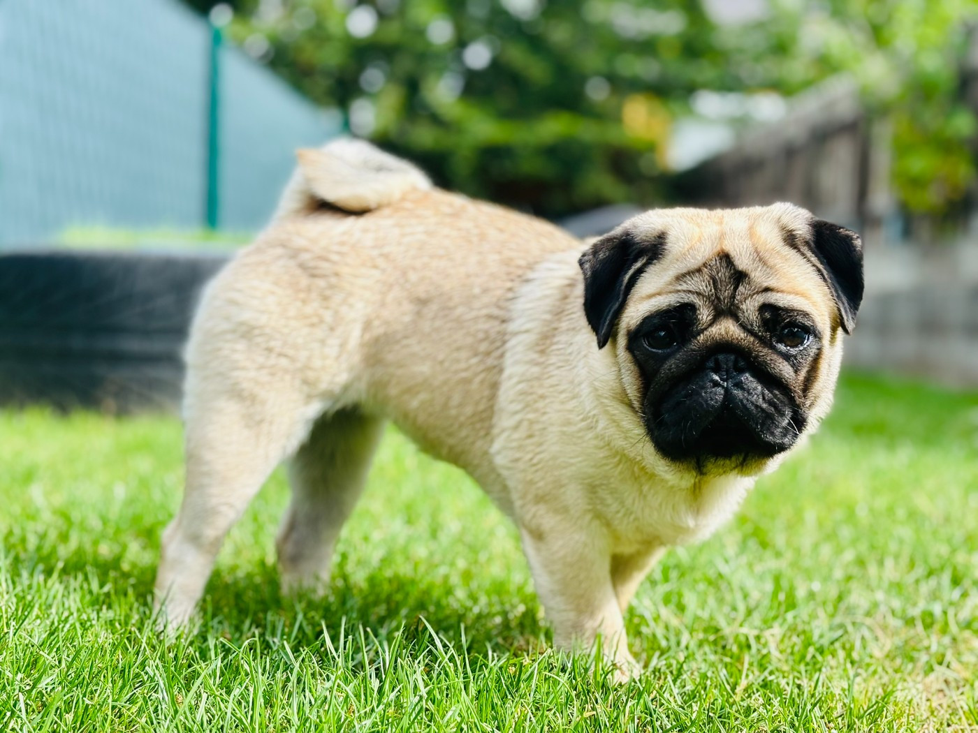 CH. Xena Princesse Guerrière De La Taverne Aux Carlins