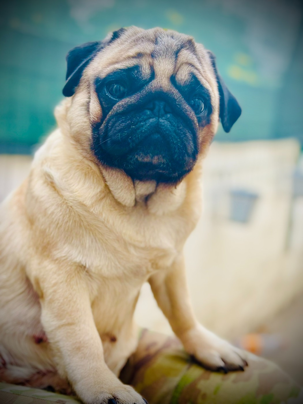 CH. Monica vitari pride