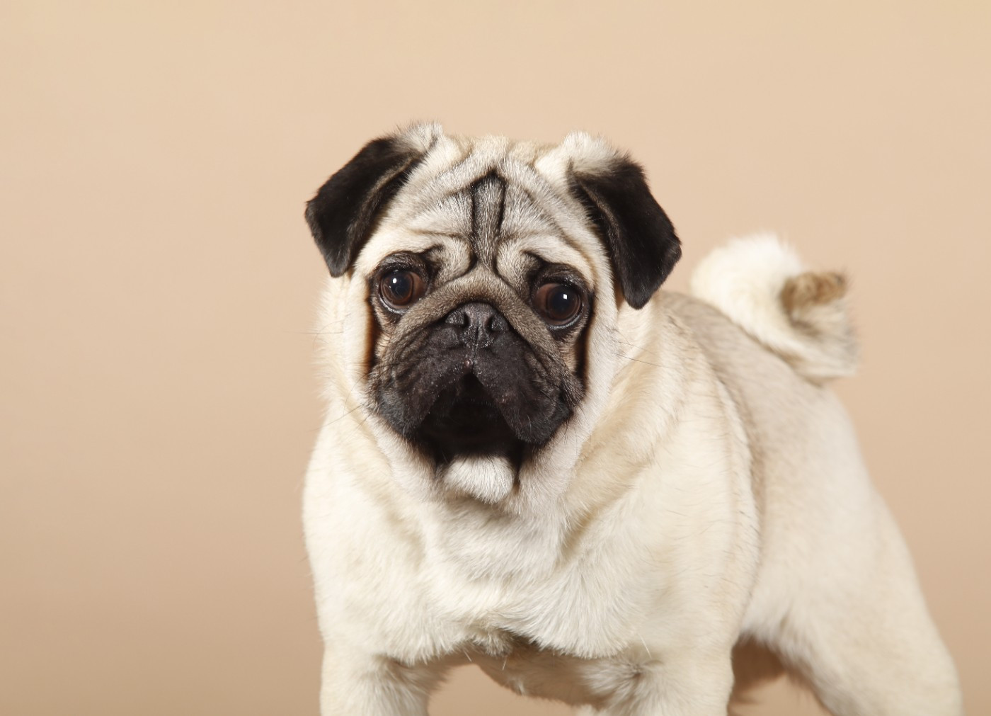 CH. X'men Angel De La Taverne Aux Carlins