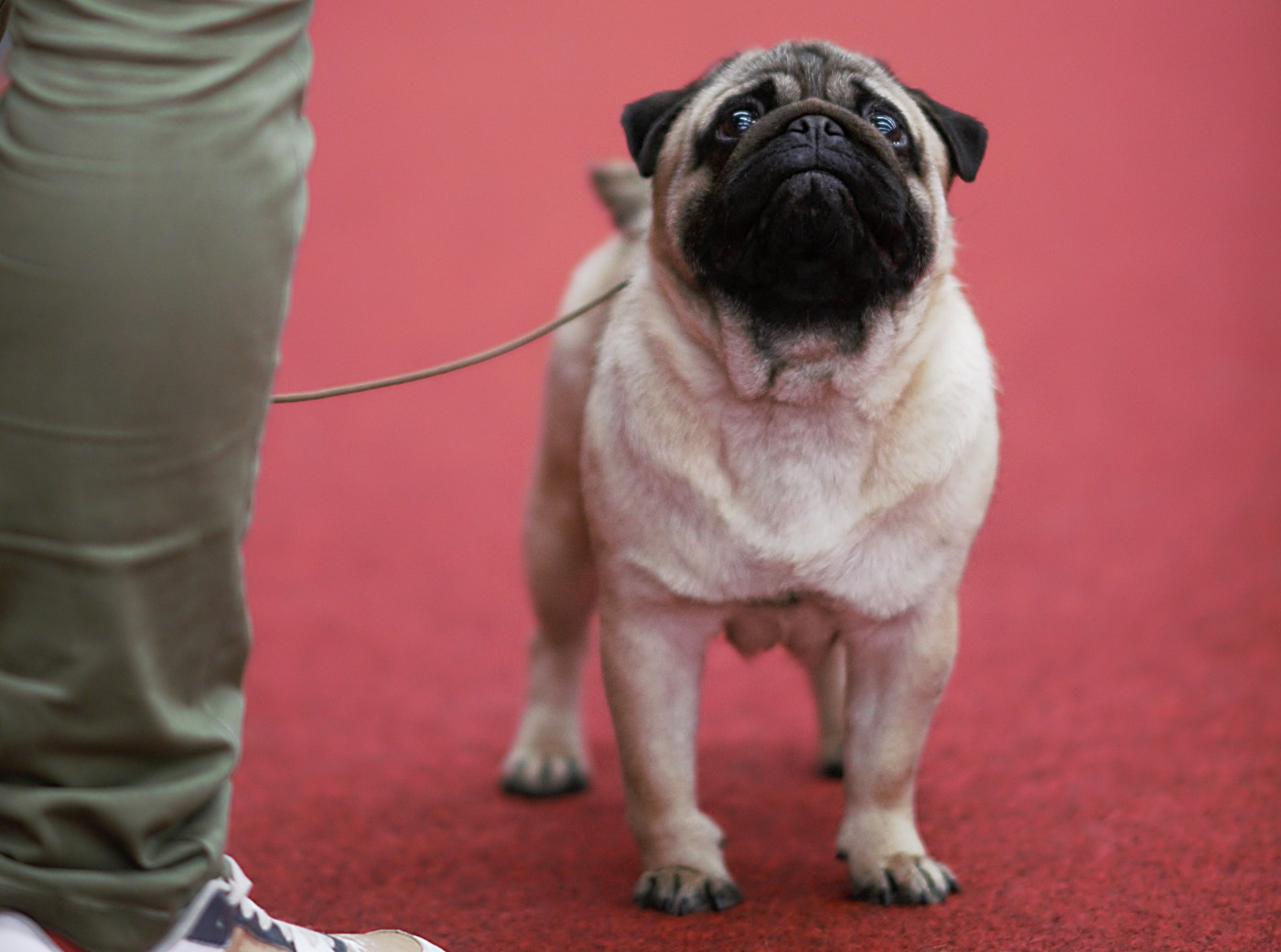 CH. eva solo Spy Who loved me